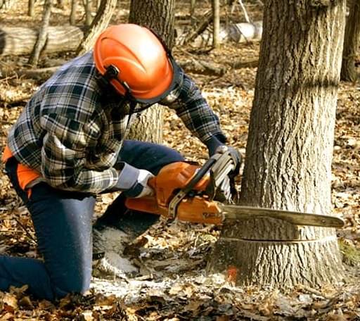 Tree Removal in Ora, IN